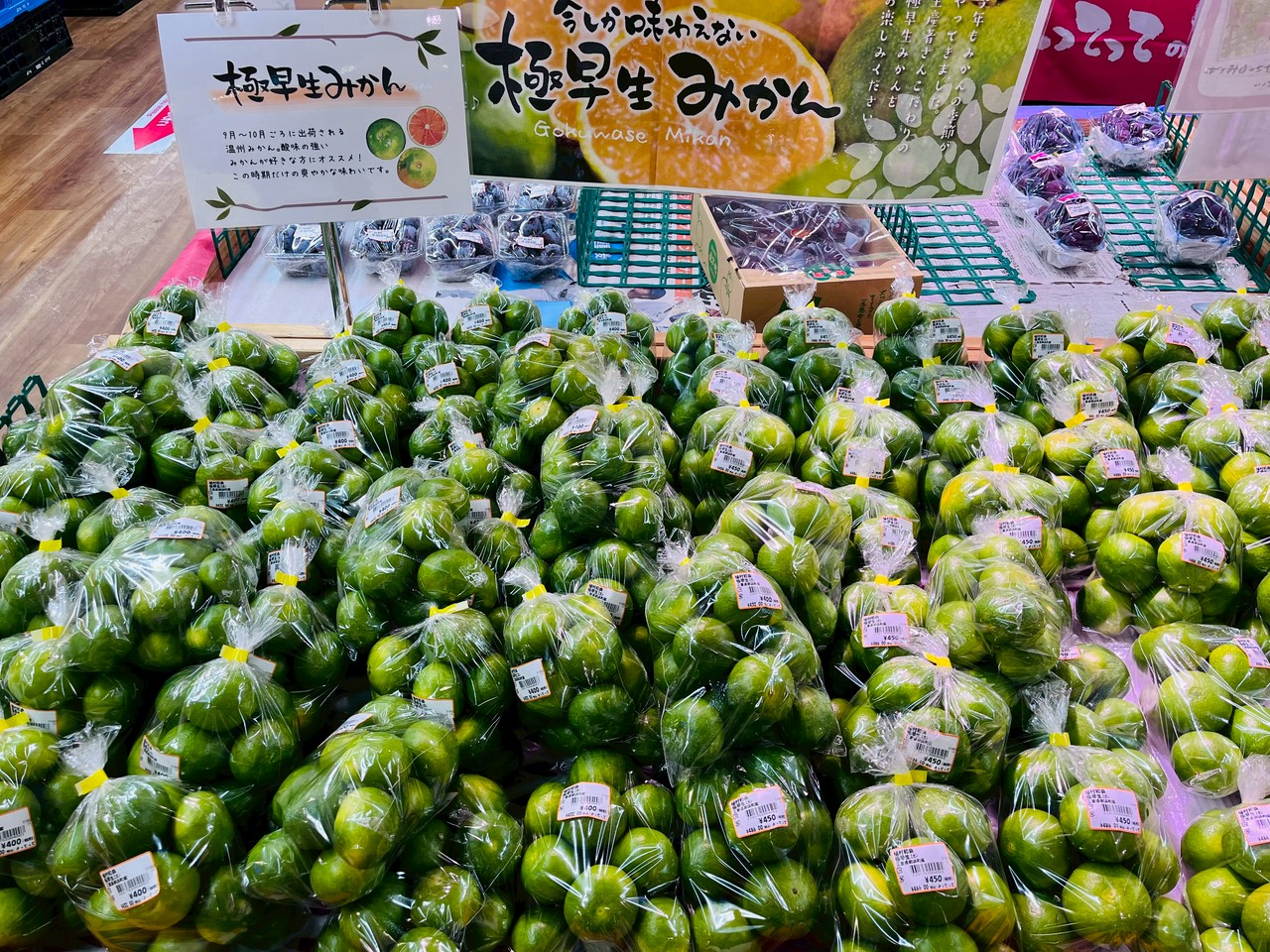 大人気！三重県御浜町の「極早生みかん」