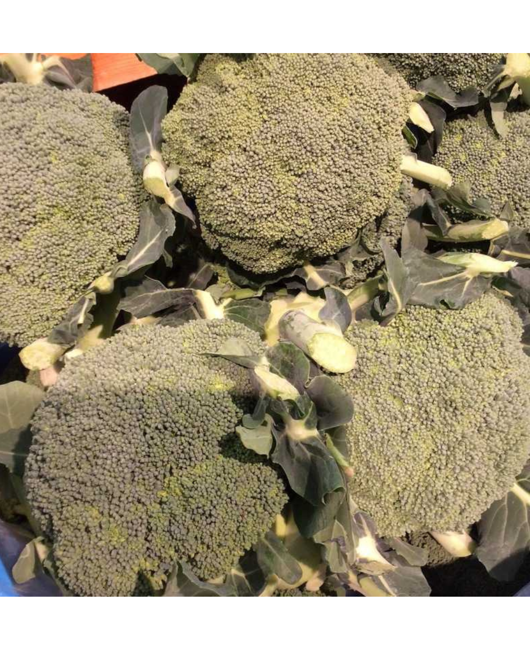 🥦ブロッコリーの豆知識🥦