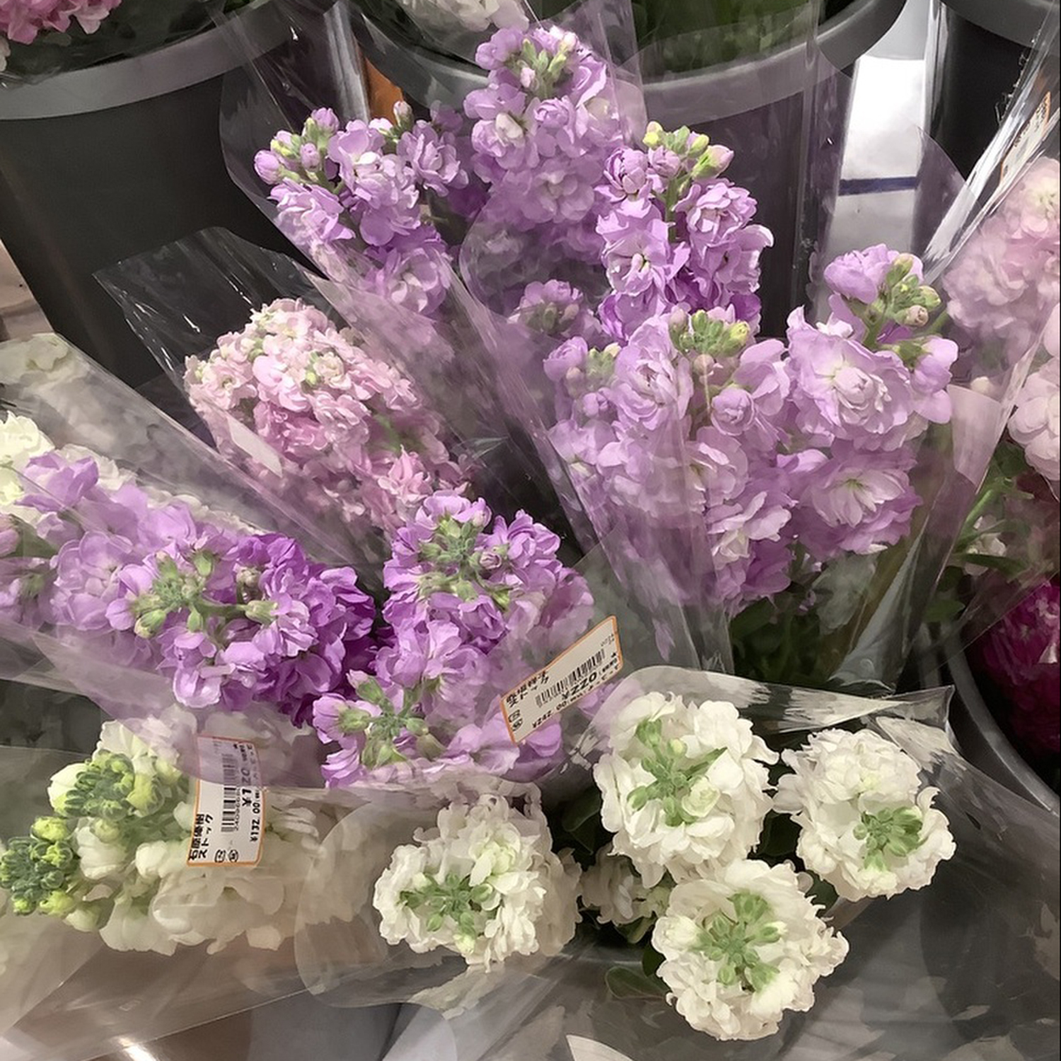 🌷ふわふわ花びらが美しい「ストック」入荷中！🌷